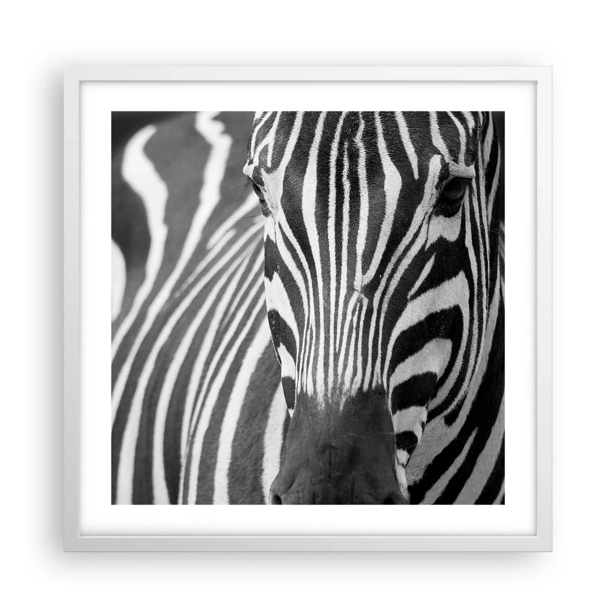 Poster in white frmae - World Is Black and White - 50x50 cm