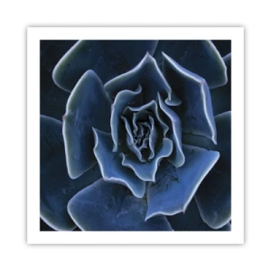 Poster - Flower of the Desert - 60x60 cm