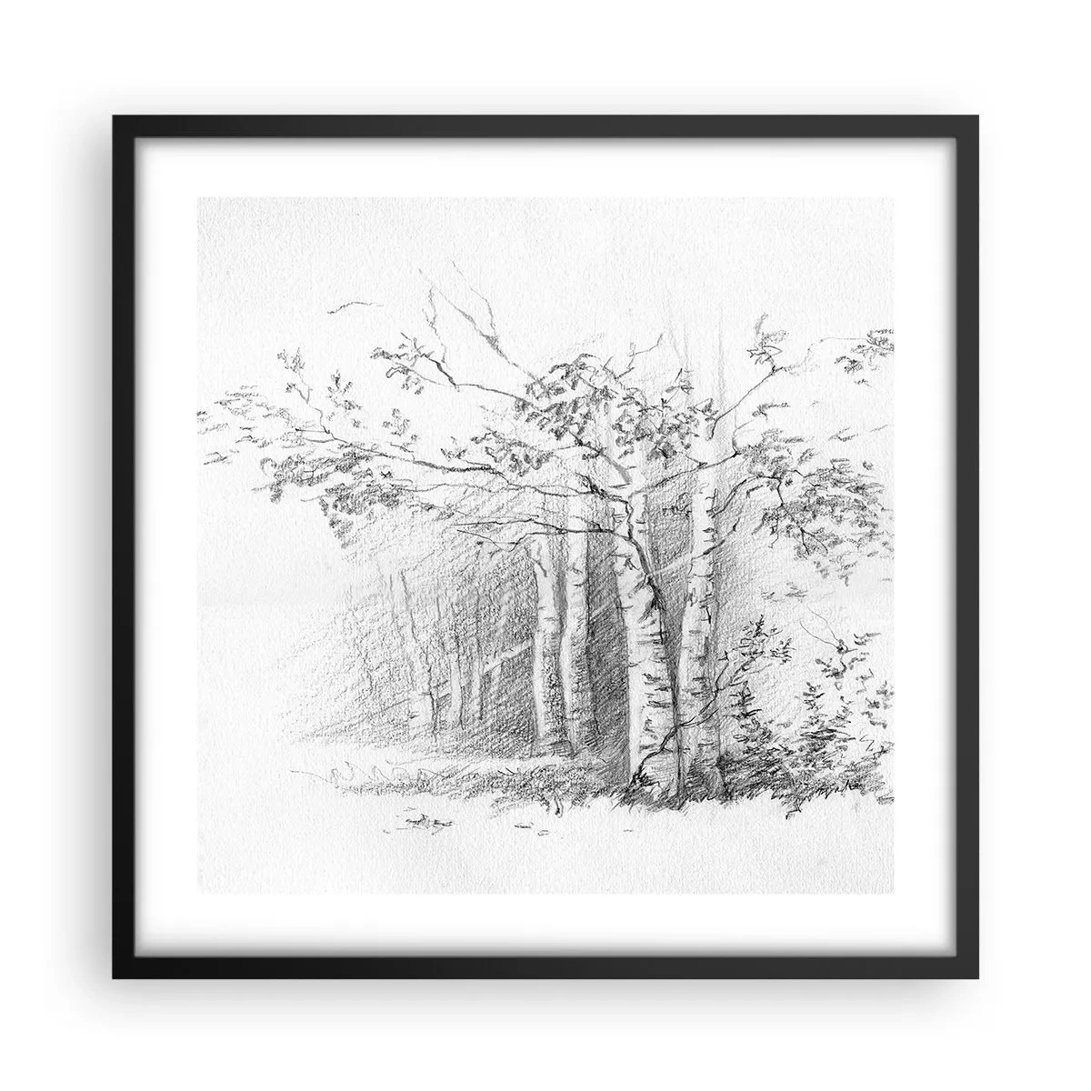 Poster in black frame - Holiday of Birch Forest - 50x50 cm