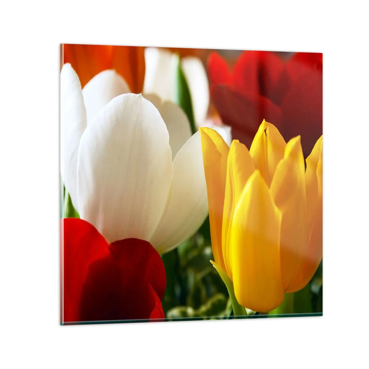 Glass picture - Tulip Fever - 40x40 cm