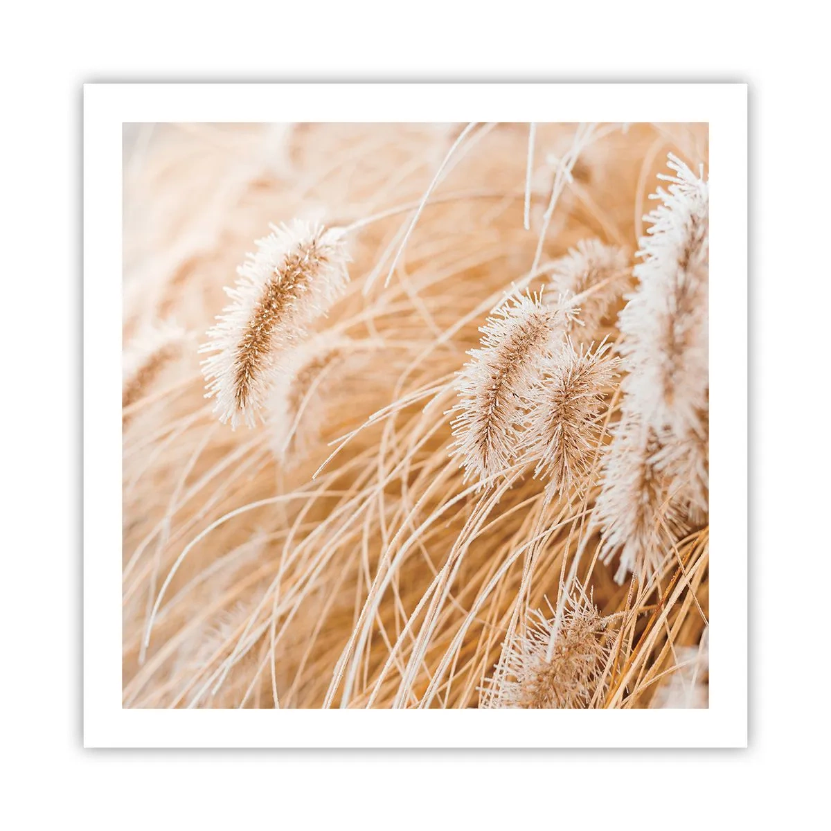 Poster - Golden Rustling of Grass - 60x60 cm