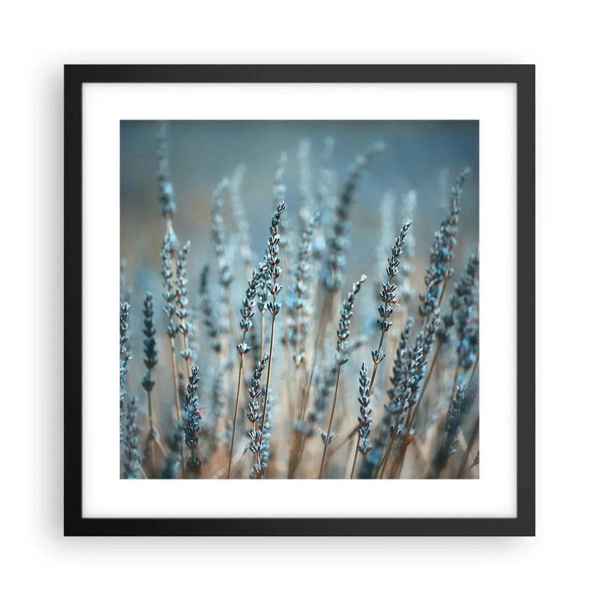 Poster in black frame - Fragrant Grass - 40x40 cm