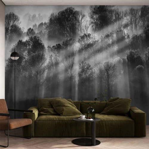 Photo Wallpaper Premium Canvas - In the Streams of Light - Landscape, Forest, Black and white - 250x175 cm
