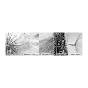 Photo Wallpaper Sample Self-Adhesive Deluxe Sticker - Dandelion Kites - Minimalism, Delicate, Flower - 100x30 cm