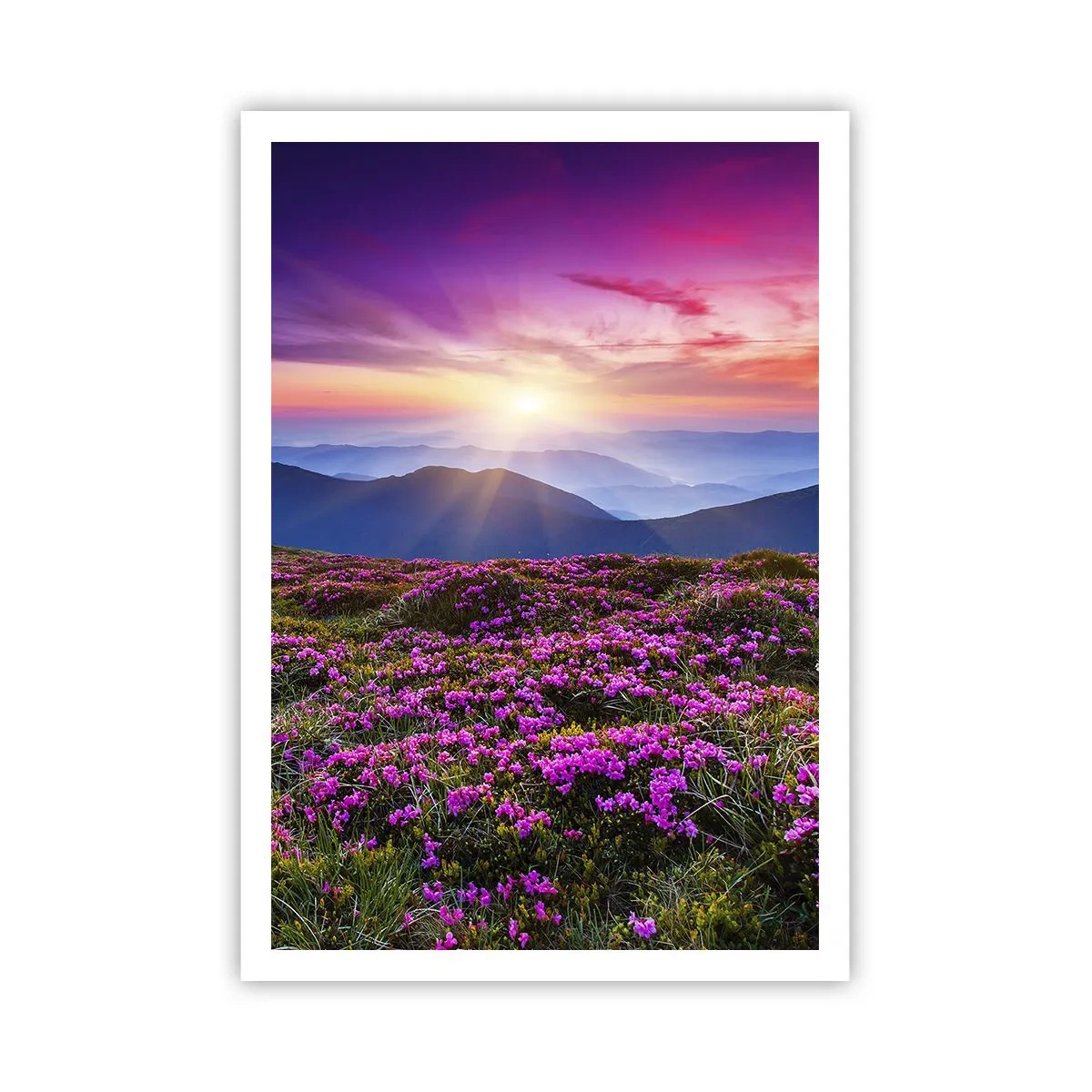 Poster - Smells Strongly of Herbs - 70x100 cm