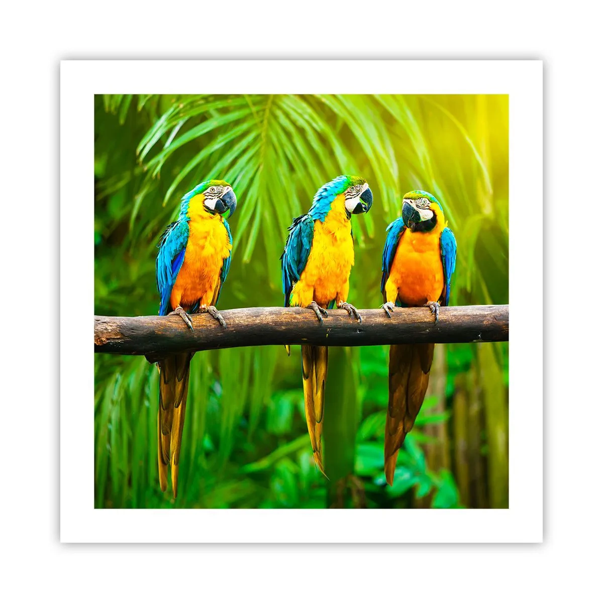 Poster - Did You Hear that She…? - 50x50 cm