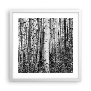 Poster in white frmae - Birch Colonnade - 40x40 cm
