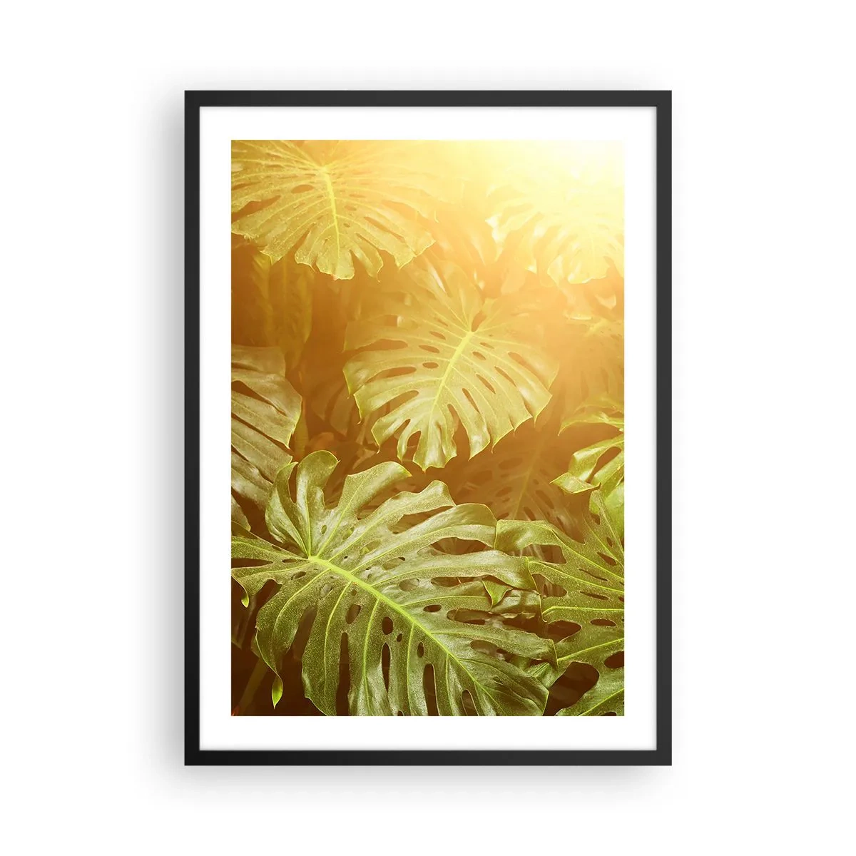 Poster in black frame - Monstera leaves in the sun's rays creating a tropical atmosphere - 50x70cm - Walking into the Green - Modern wall decoration for the living room and bedroom ARTTOR
