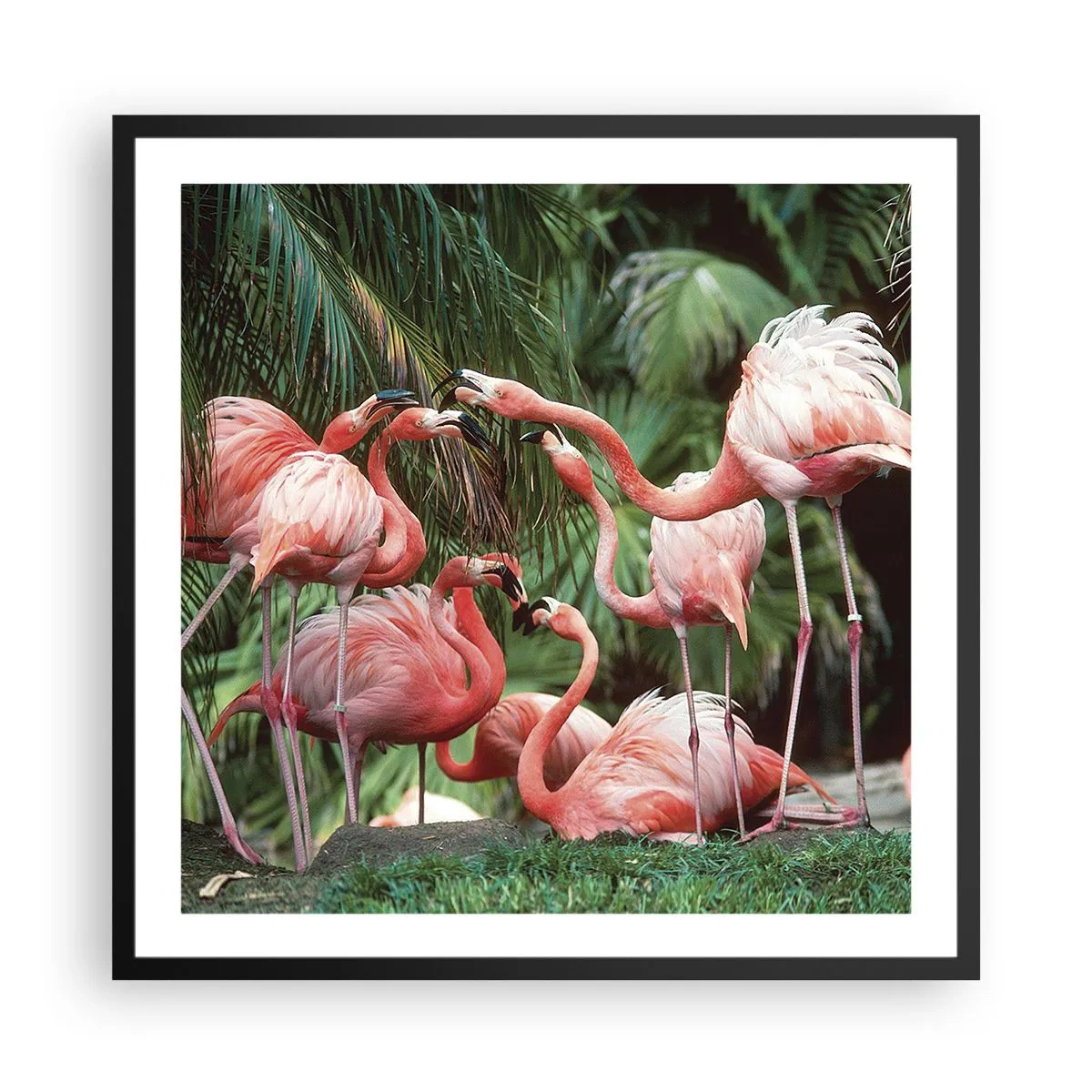 Poster in black frame - Afternoon Gossip - 60x60 cm