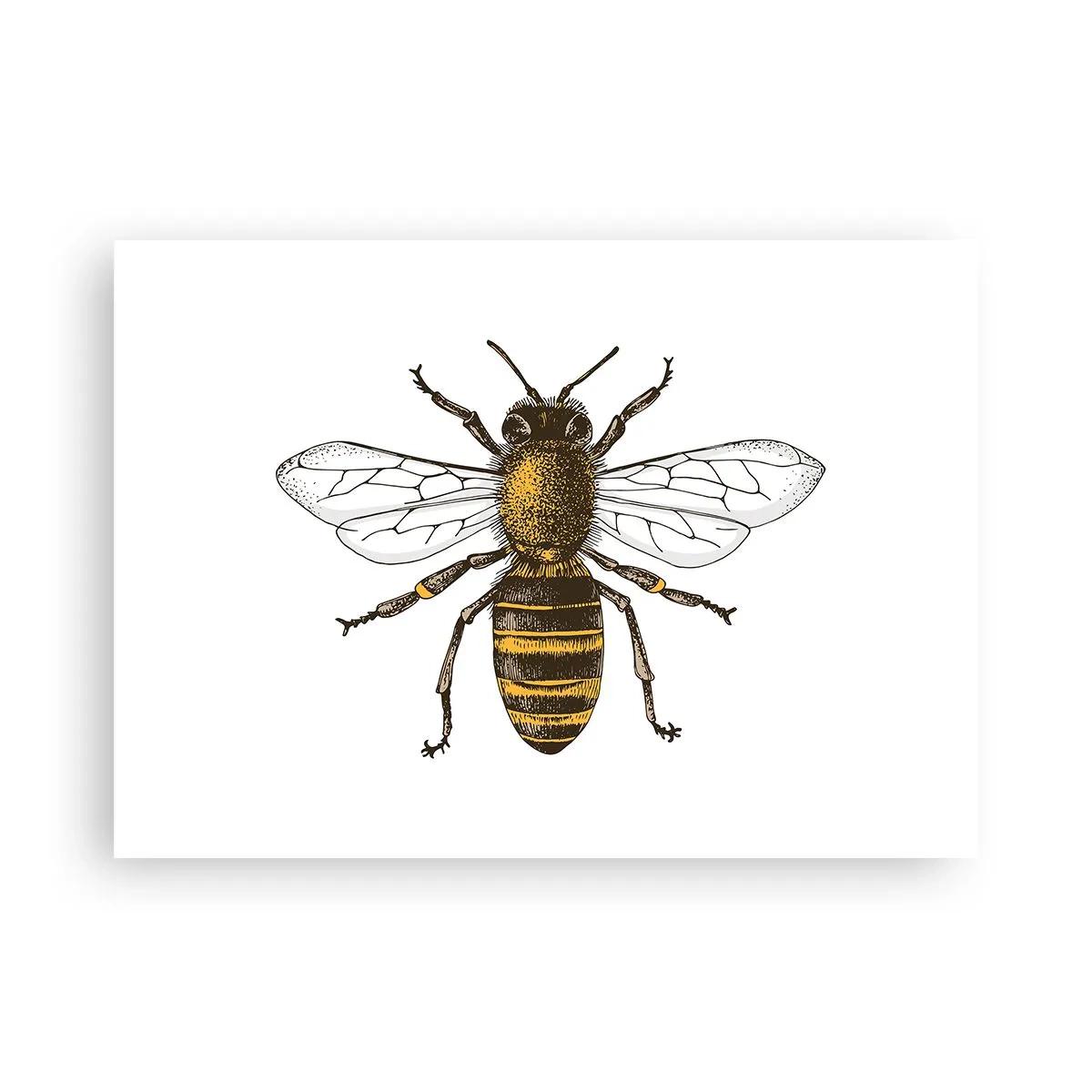 Poster - Beautiful and Good - 70x50 cm