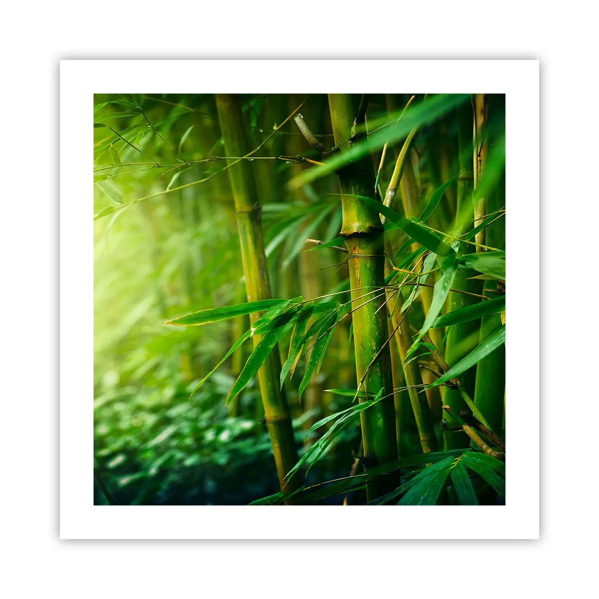 Poster - Getting to Know the Green - 50x50 cm