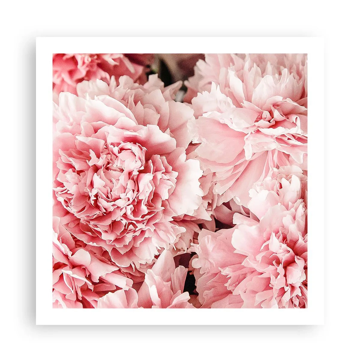 Poster - Pink Dreams - 60x60 cm