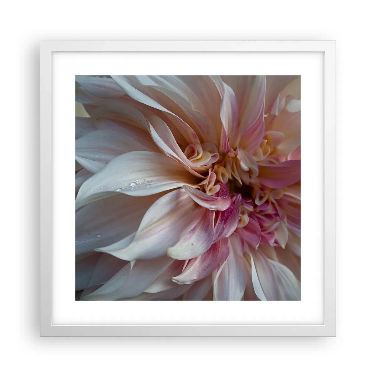 Poster in white frmae - Blooming Freshness - 40x40 cm