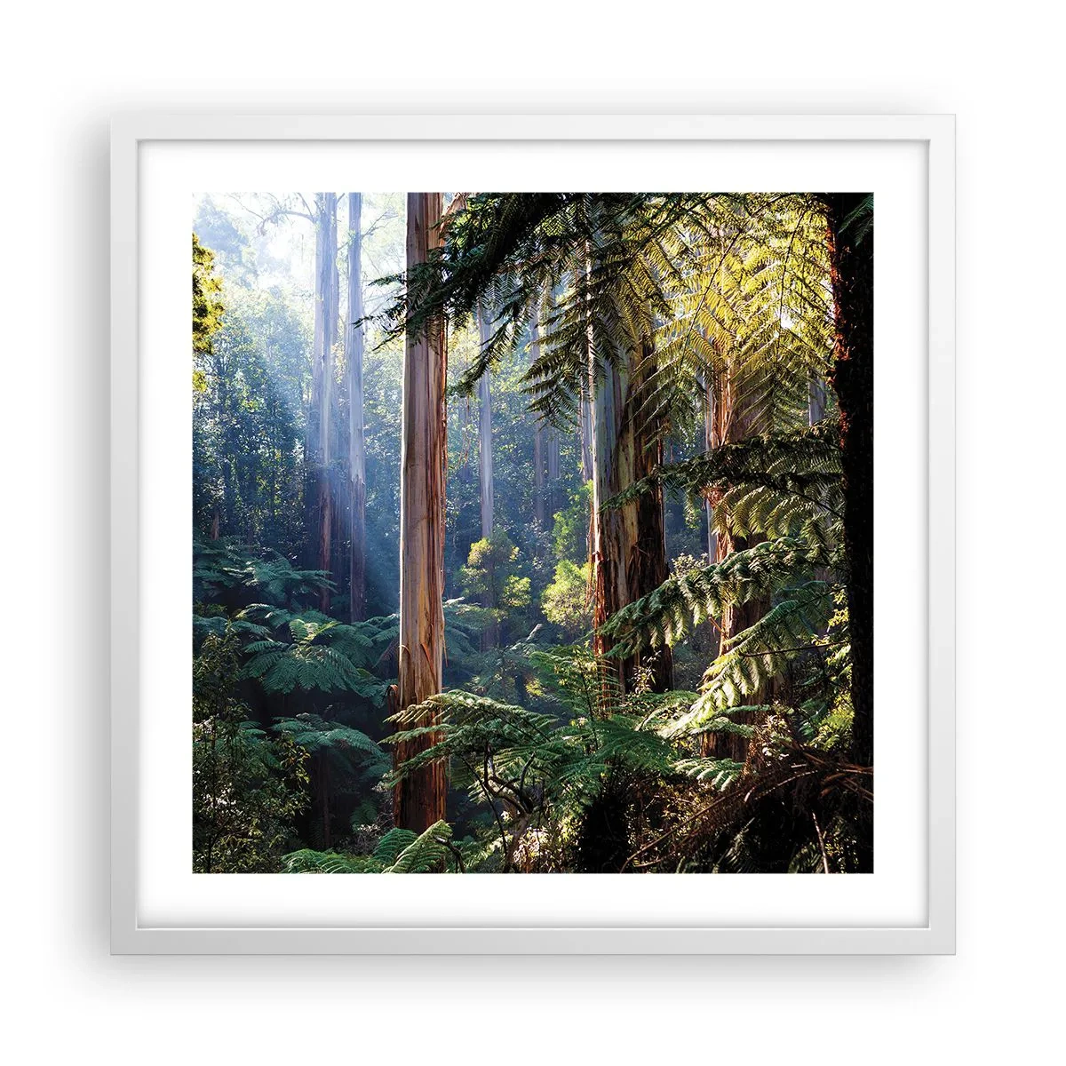 Poster in white frmae - Tale of a Forest - 50x50 cm