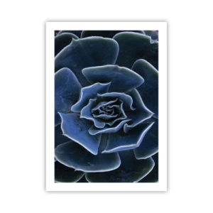 Poster - Flower of the Desert - 50x70 cm