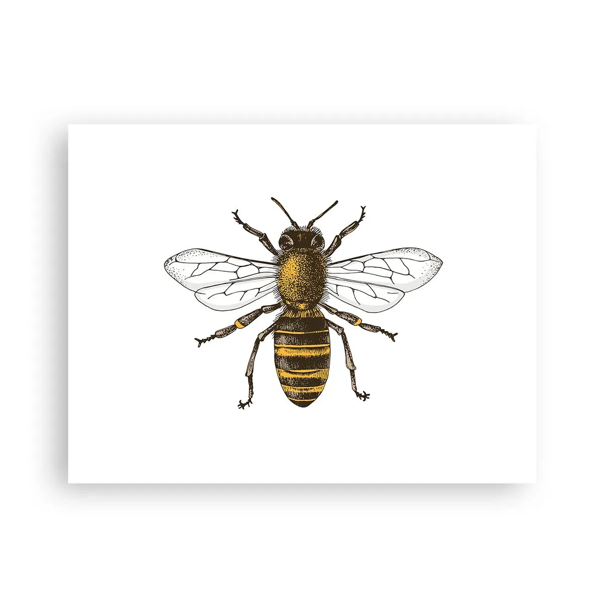 Poster - Beautiful and Good - 40x30 cm