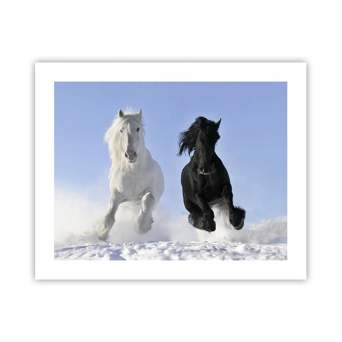 Poster - Black and White Gallop - 50x40 cm