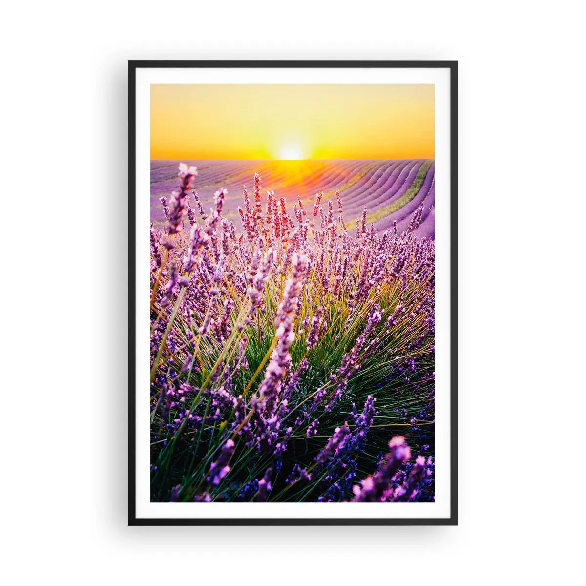 Poster in black frame - Fragrant Field - 70x100 cm