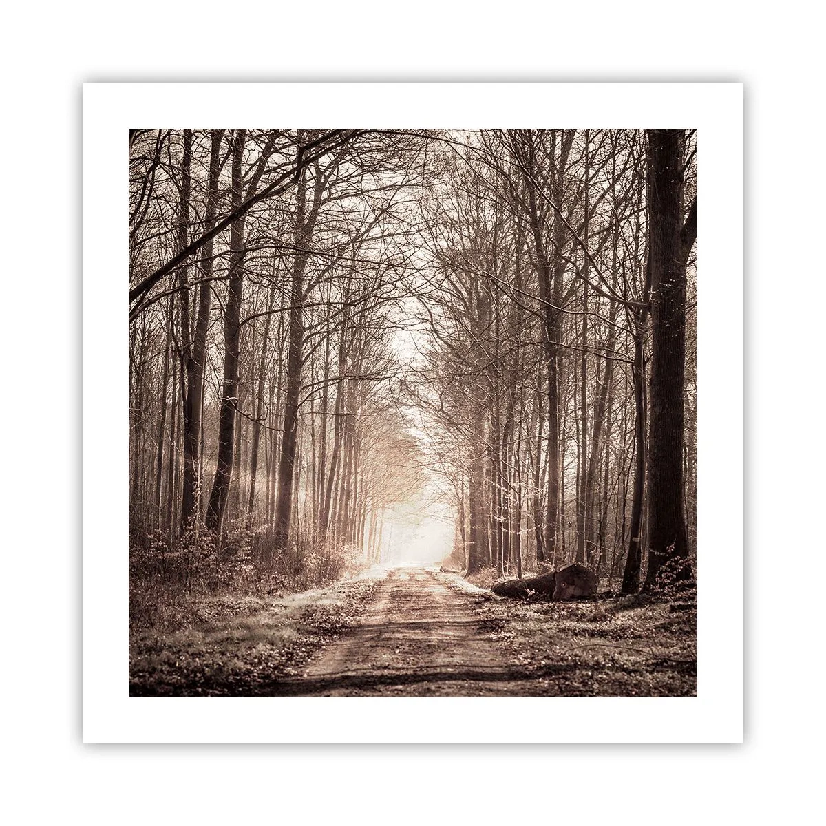 Poster - Cathedral of the Forest - 50x50 cm