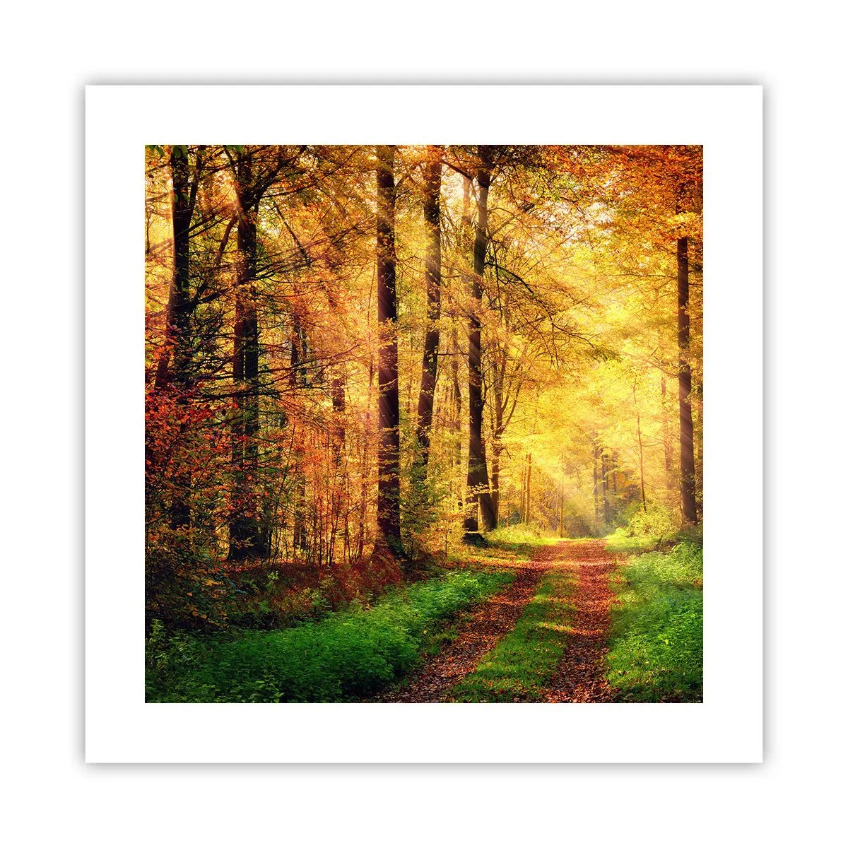 Poster - Forest Golden silence - 40x40 cm