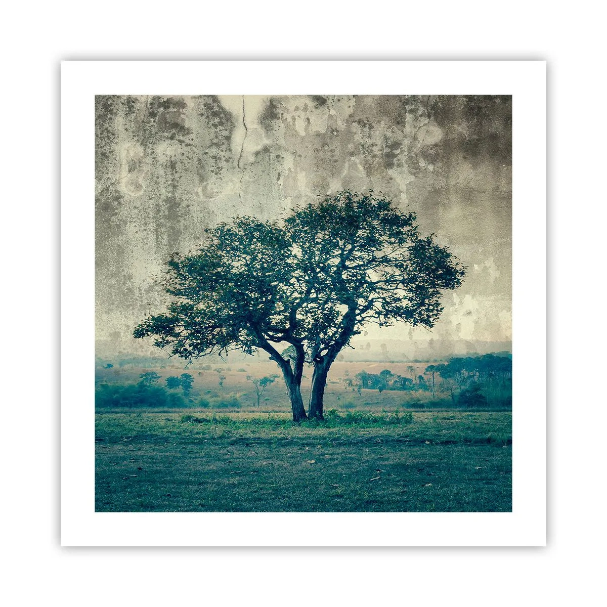 Poster - Apple Tree in Blue? - 50x50 cm