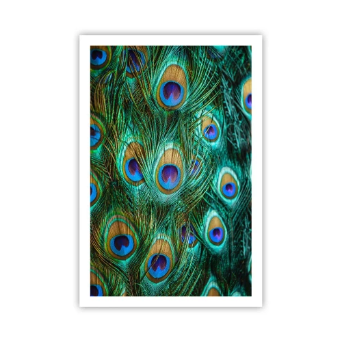 Poster - Peacock Eyes - 61x91 cm