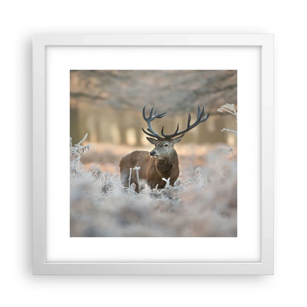 Poster in white frmae - Chilly Morning - 30x30 cm
