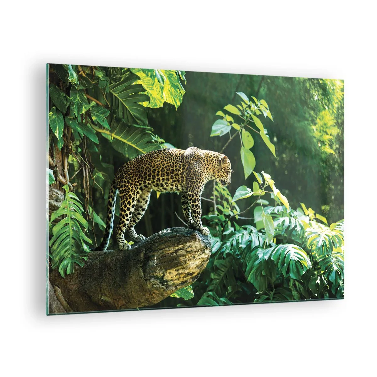 Glass picture - Leopard on a rock in the tropical jungle - 70x50cm - Going Hunting? - Modern wall decoration for the living room and bedroom ARTTOR