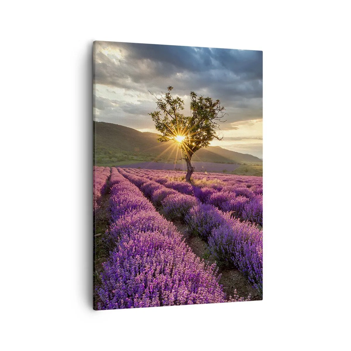 Canvas picture - Lilac Coloured Aroma - 50x70 cm