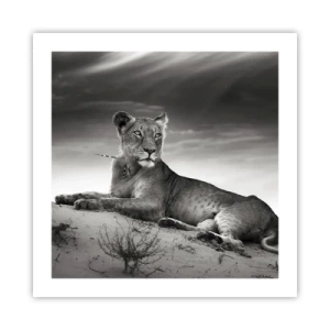 Poster - Queen of Desert Is Resting - 50x50 cm