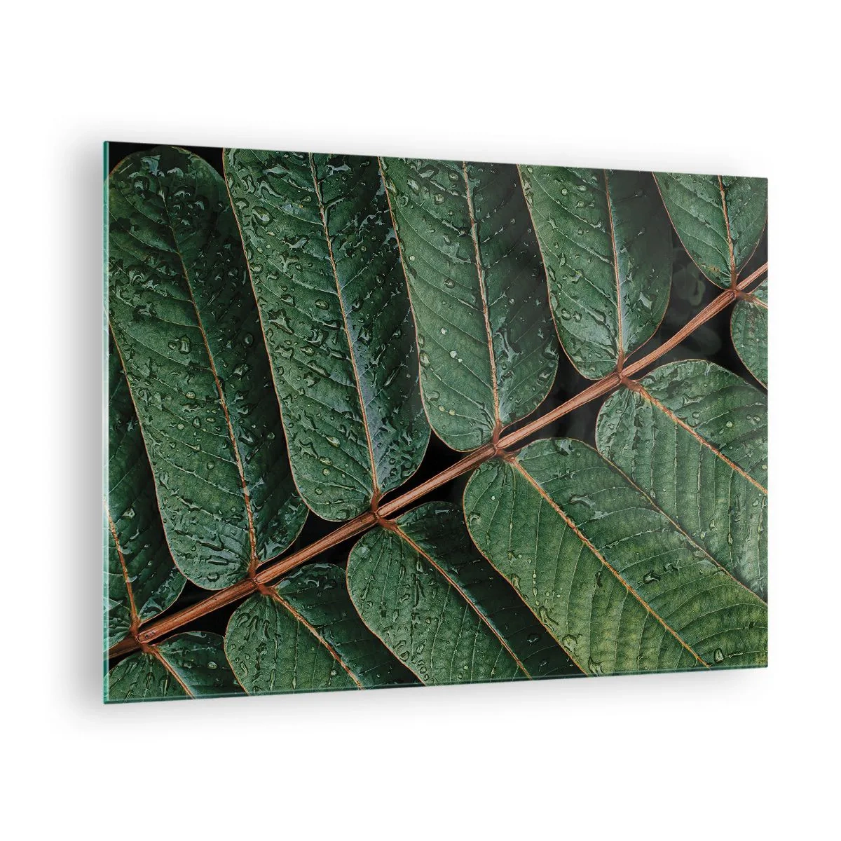 Glass picture - Close-up of green leaves with water drops - 70x50cm - In Green Rhythm - Modern wall decoration for the living room and bedroom ARTTOR