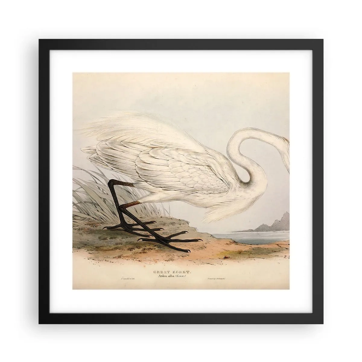 Poster in black frame - Lady on the Marsh - 40x40 cm