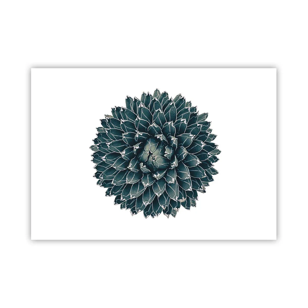 Poster - Star of the Desert - 100x70 cm