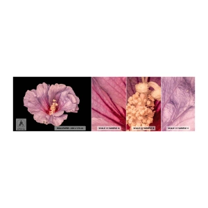 Photo Wallpaper Sample Self-Adhesive Deluxe Sticker - Straight from the Heart - Flower, Piece, Graphics - 100x30 cm