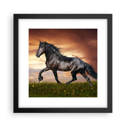 Poster in black frame - Black Prince - 30x30 cm