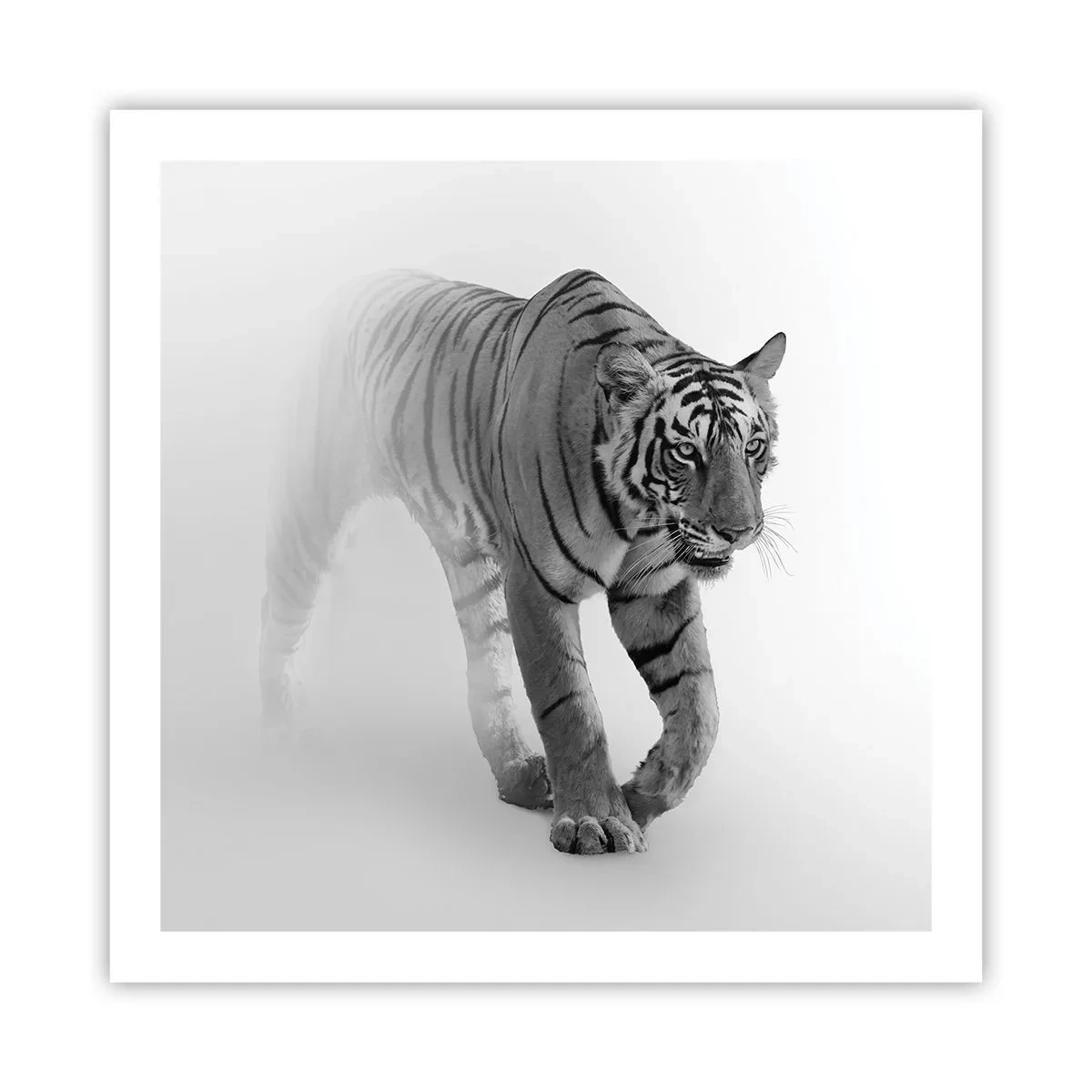 Poster - Crouching in Fog - 60x60 cm