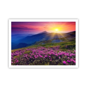 Poster - Surrounded by Mountain Pine and Herbs - 100x70 cm