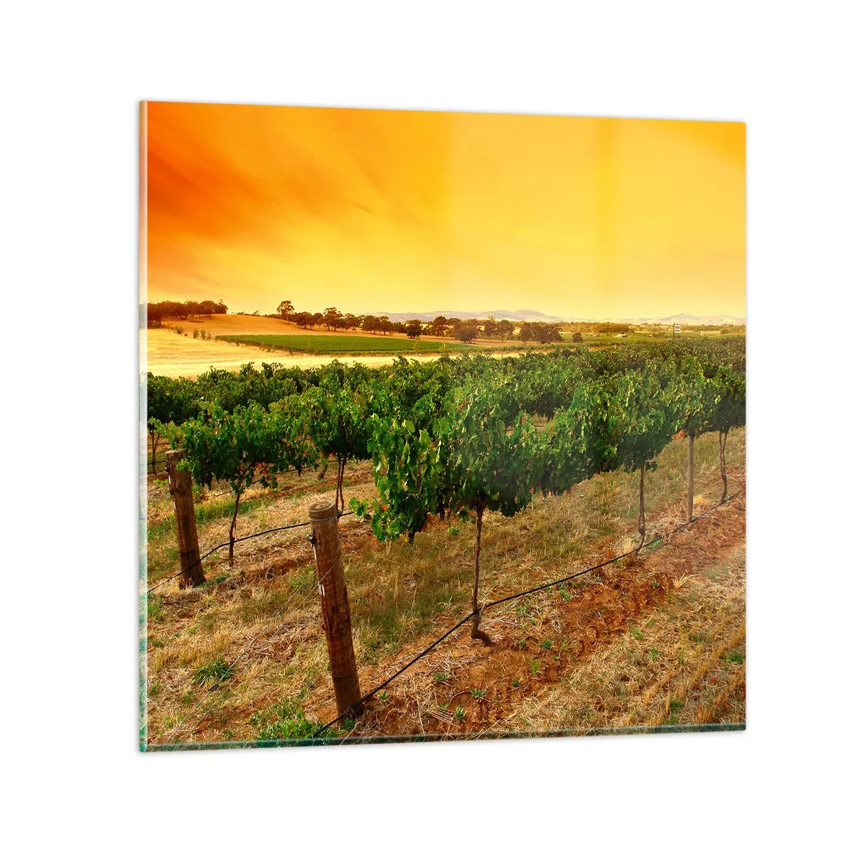 Glass picture - Drink up the Sun - 70x70 cm