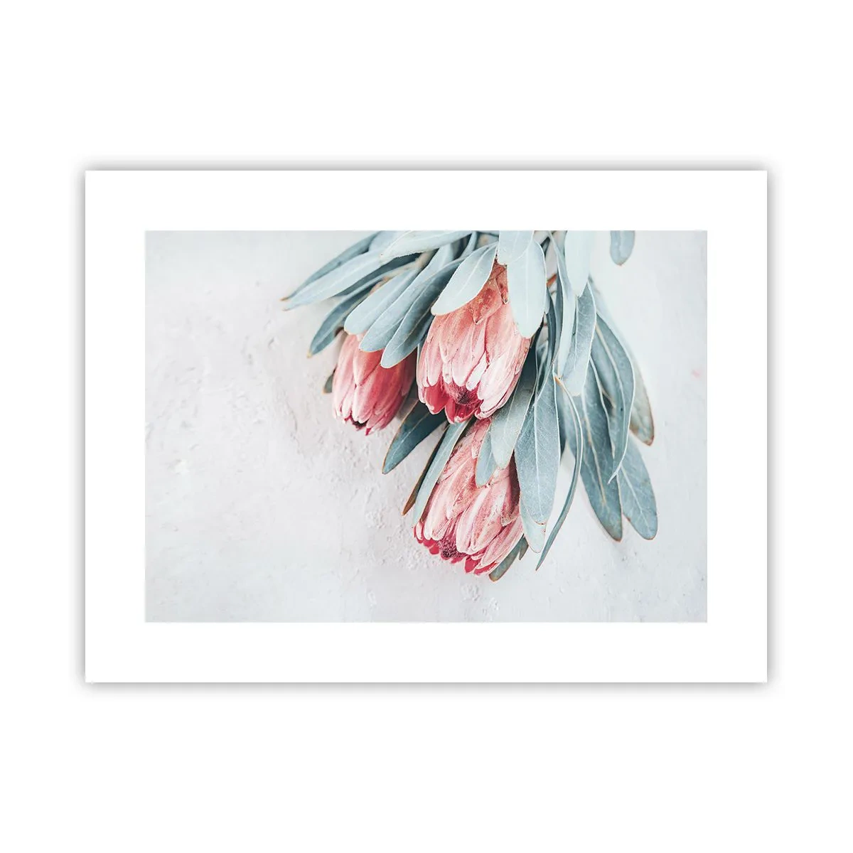 Poster - Ashamed of Their Own Beauty - 40x30 cm