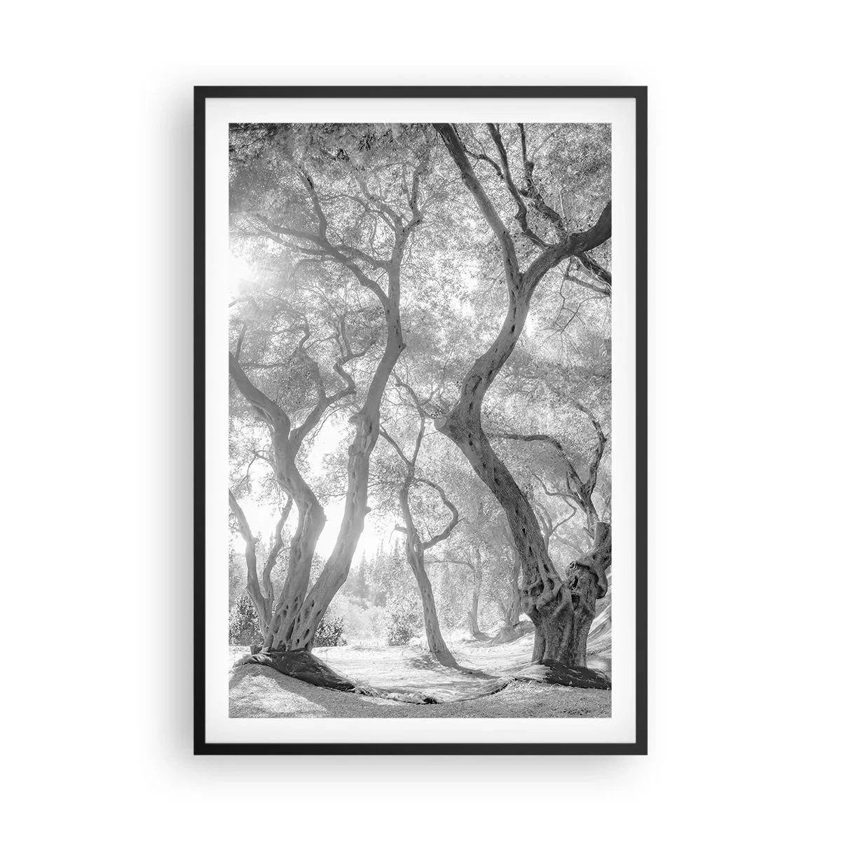 Poster in black frame - In an Olive Grove - 61x91 cm