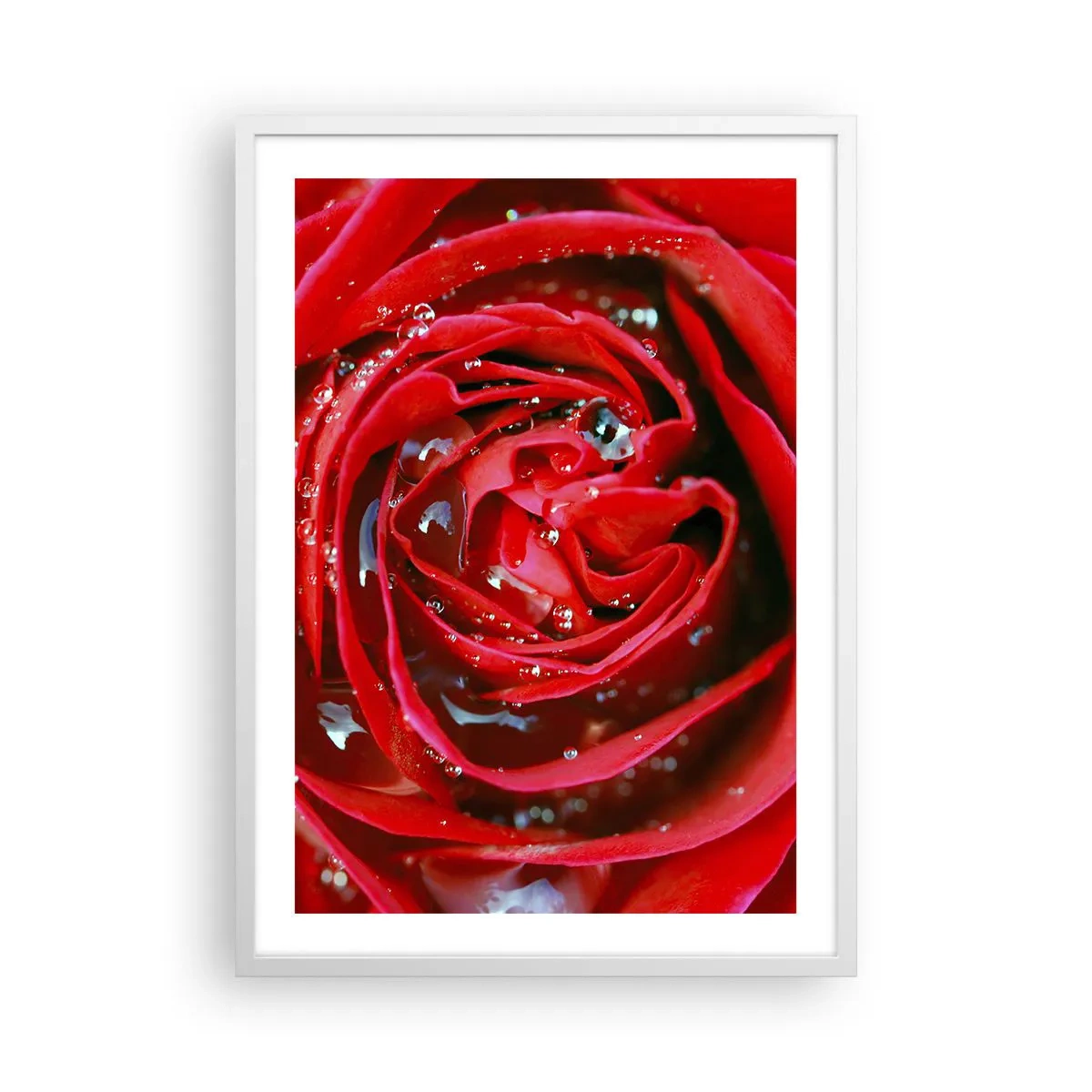 Poster in white frmae - In Dew Drops - 50x70 cm