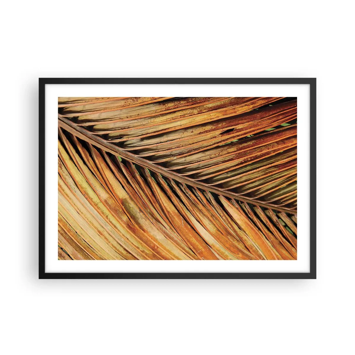 Poster in black frame - Coconut Gold - 70x50 cm