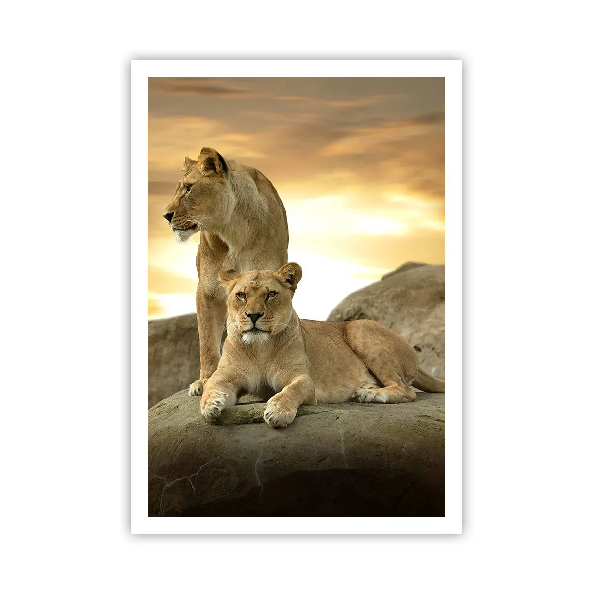Poster - Royal Majesty - 70x100 cm