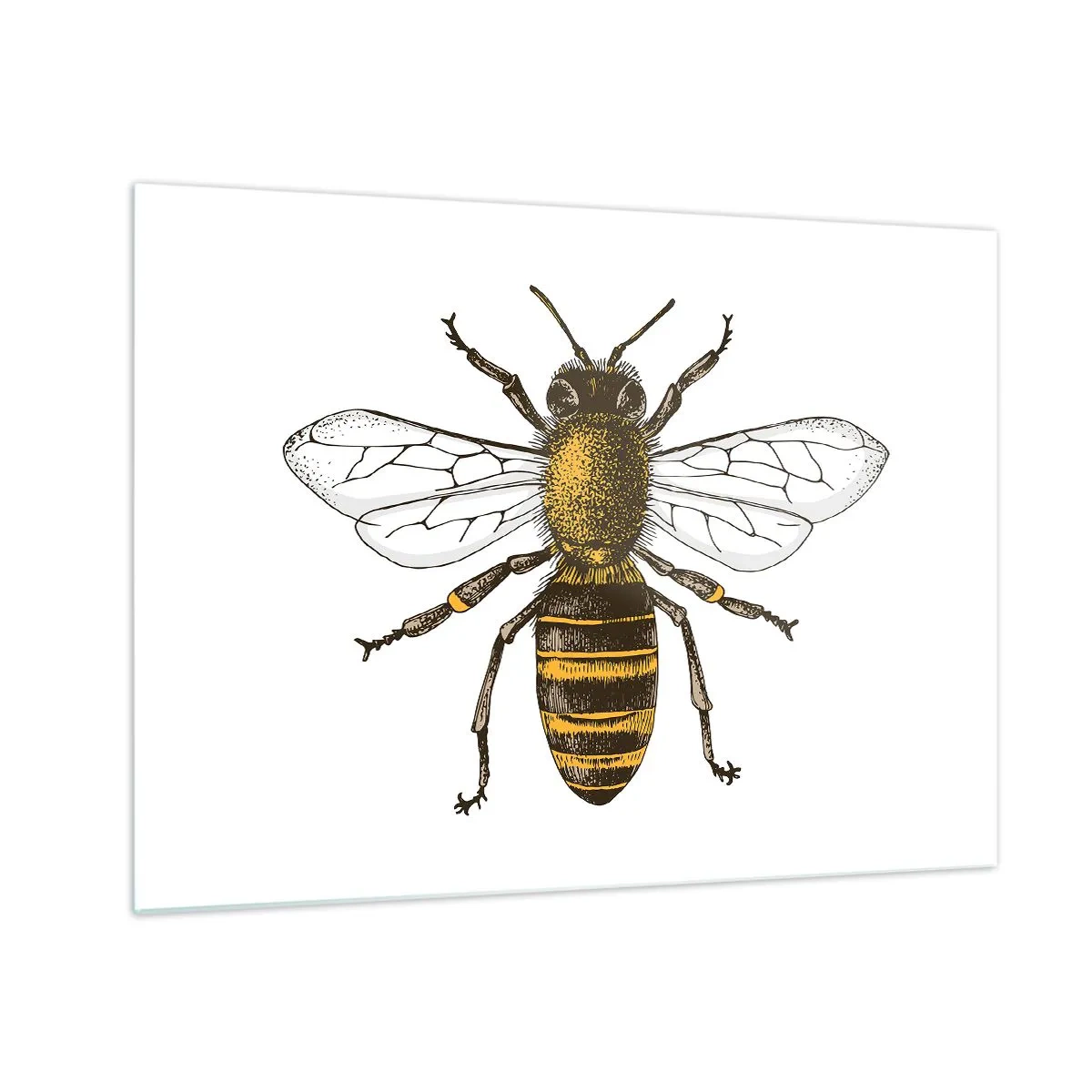 Glass picture - Detailed illustration of a bee on a white background - 70x50cm - Beautiful and Good - Modern wall decoration for the living room and bedroom ARTTOR