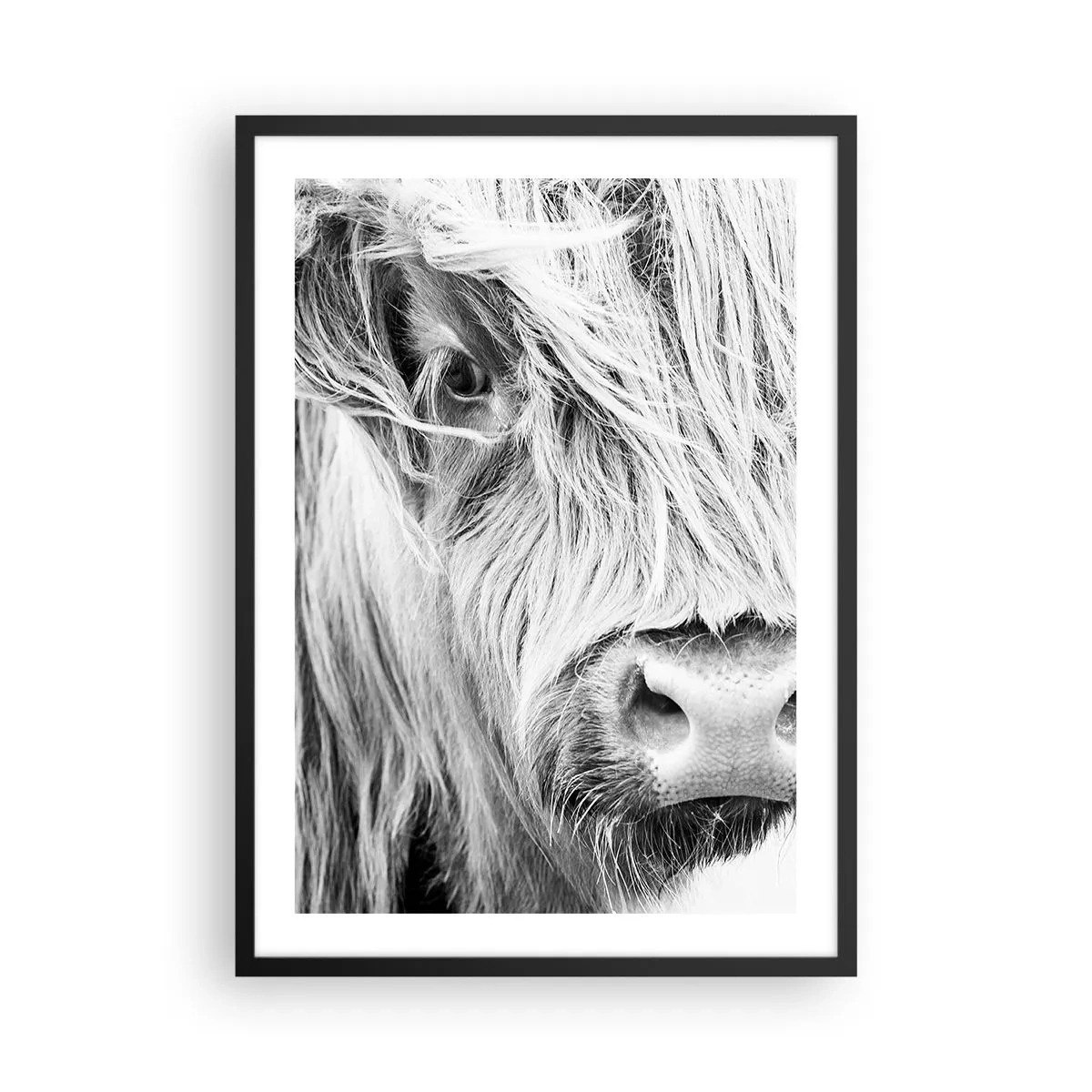 Poster in black frame - A close-up black and white portrait of a Scottish Highland cow. - 50x70cm - Scottish Wilderness - Modern wall decoration for the living room and bedroom ARTTOR