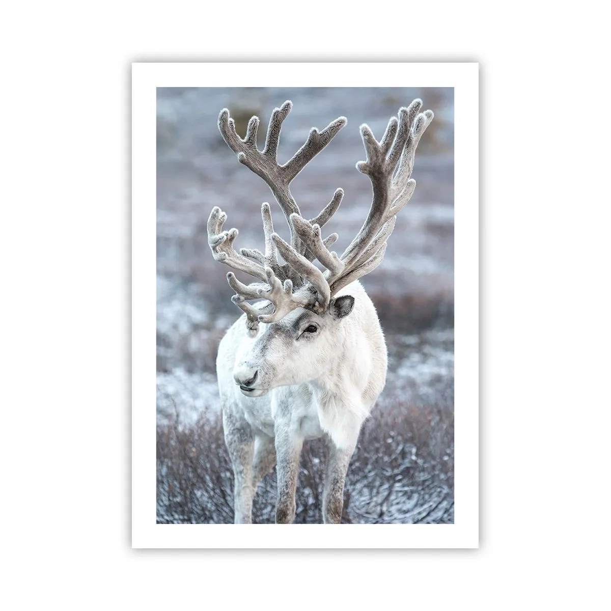 Poster - Portrait in the Sun - 50x70 cm