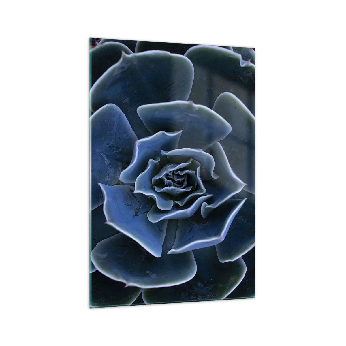 Glass picture - Flower of the Desert - 70x100 cm
