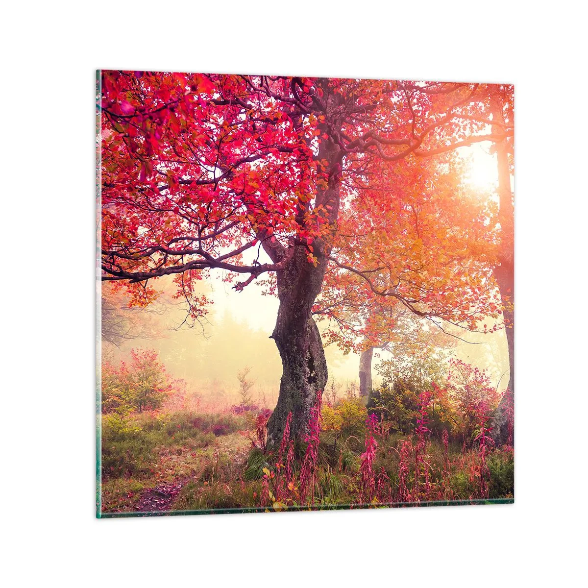 Glass picture - In Full Bloom - 60x60 cm