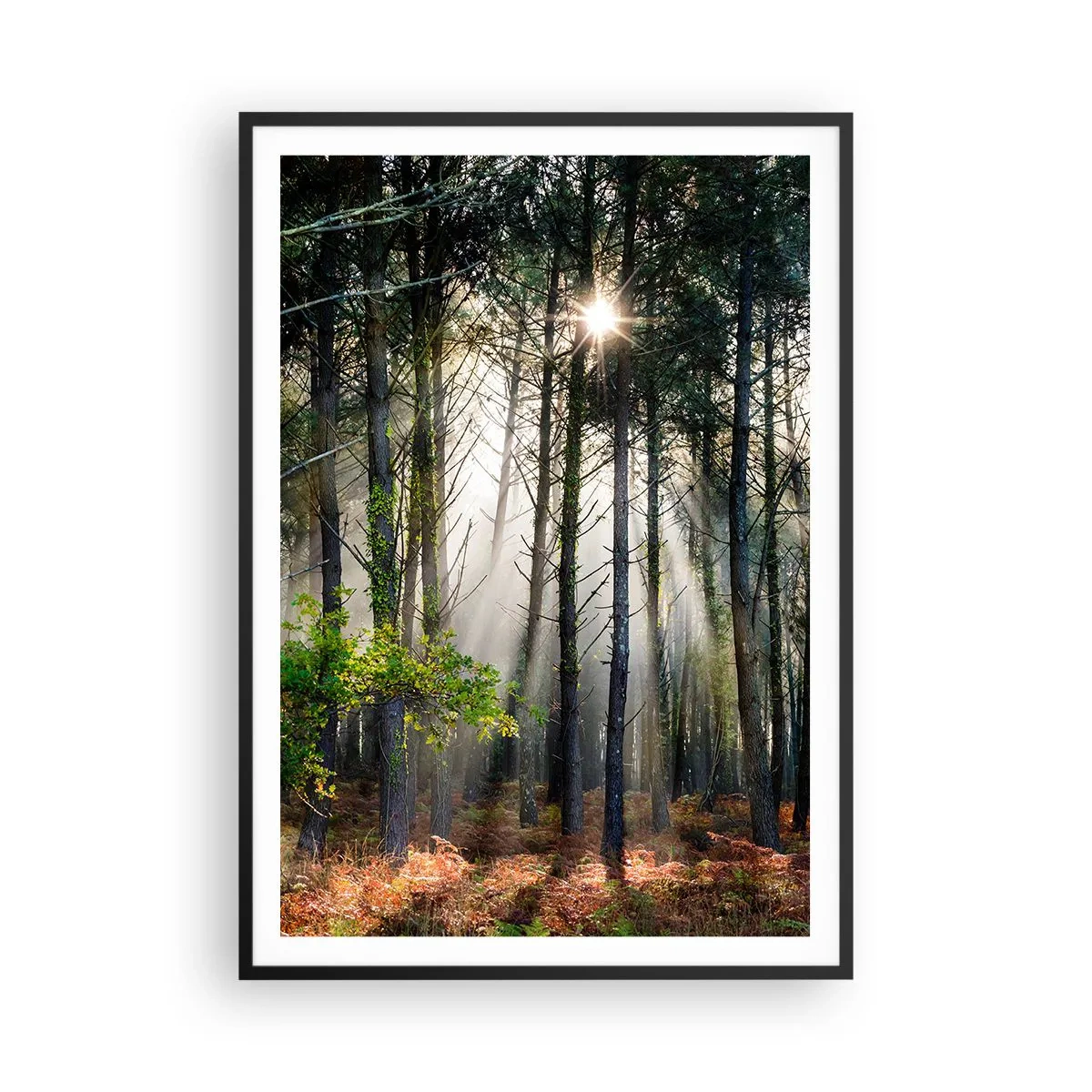 Poster in black frame - Woodland Area - 70x100 cm