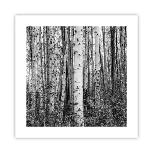Poster - Birch Colonnade - 40x40 cm